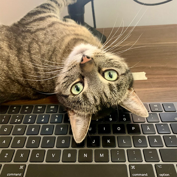 A brown tabby cat laying on top of a keyboard